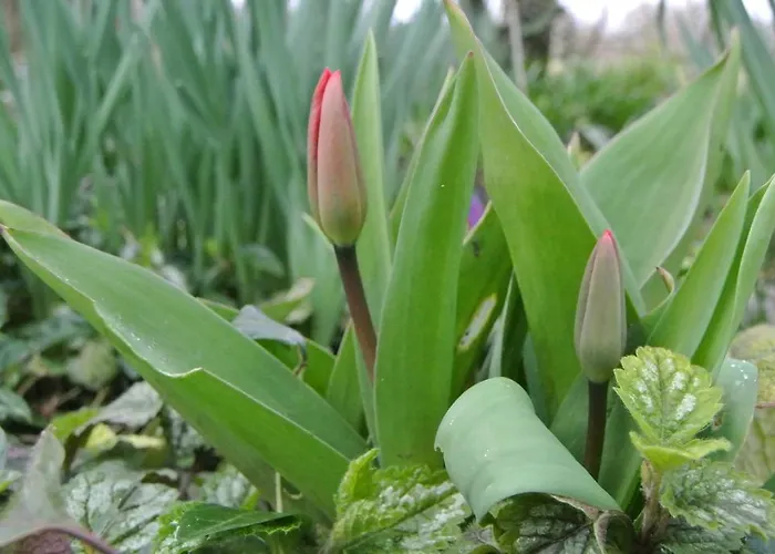 Voorhuis En Klein Waterland 4* アムステルダム